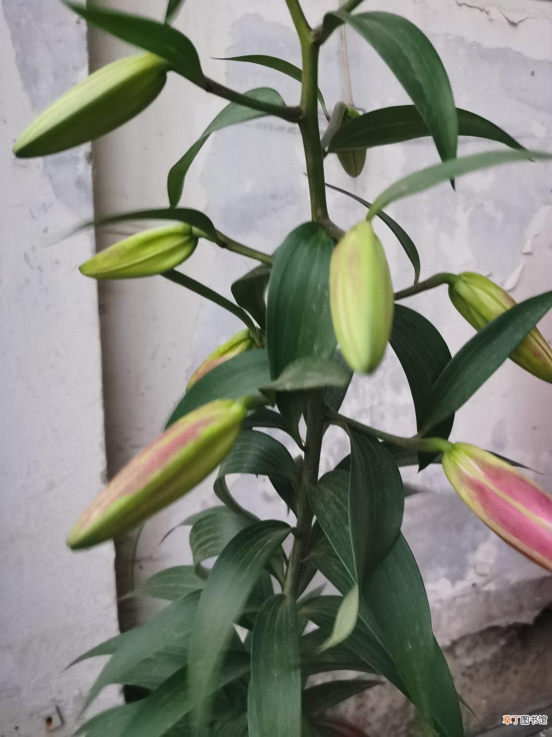 吃的百合开什么样的花