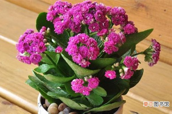 秋冬就养这种“花”，花期300天，加点“料”花苞再出长1倍