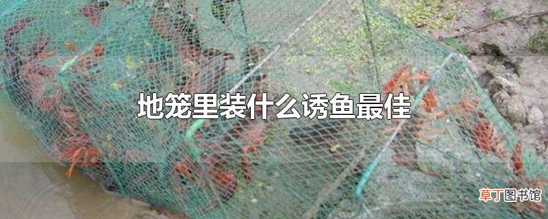 地笼里装什么诱鱼最佳