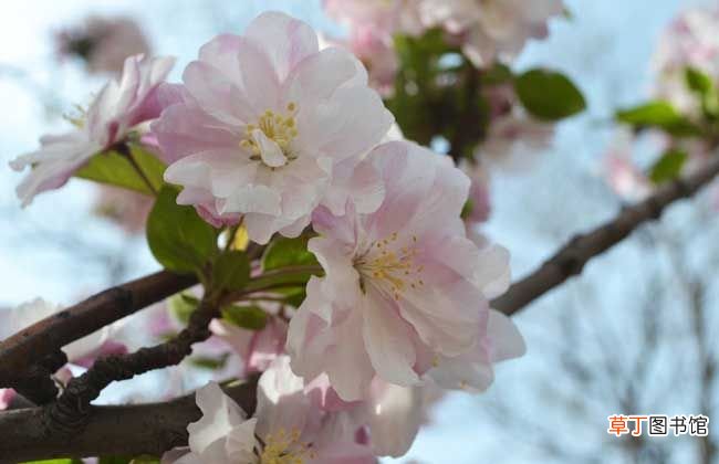 樱花的颜色有几种 樱花有哪些品种和颜色