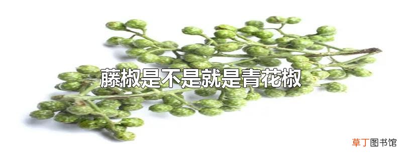 藤椒是不是就是青花椒