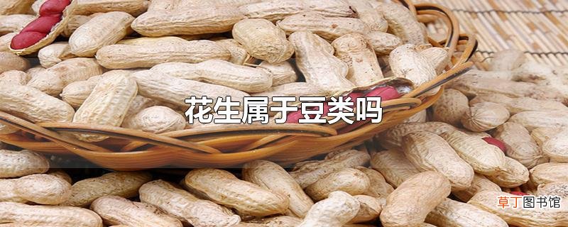 花生属于豆类吗