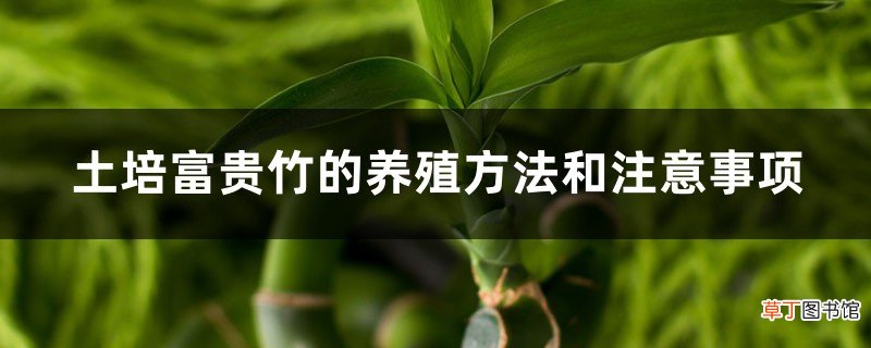 土培富贵竹的养殖方法和注意事项