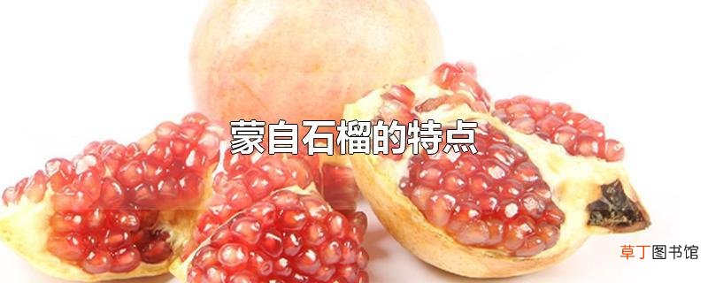 蒙自石榴的特点