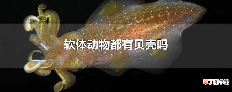 软体动物都有贝壳吗