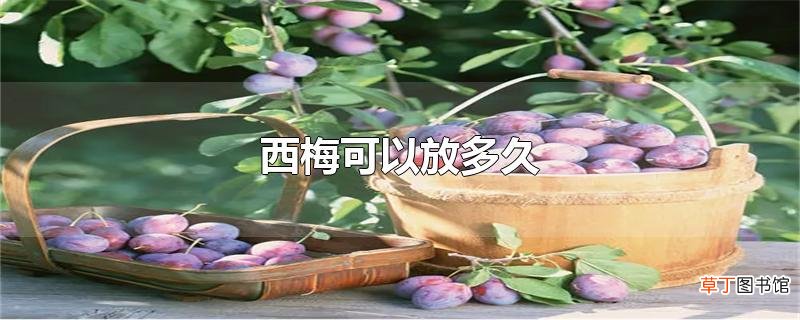 西梅可以放多久
