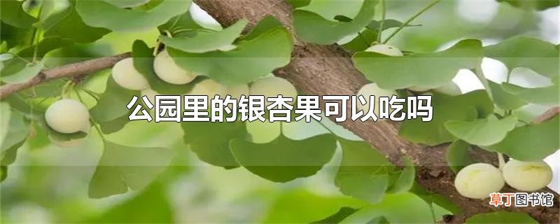 公园里的银杏果可以吃吗