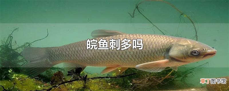 皖鱼刺多吗