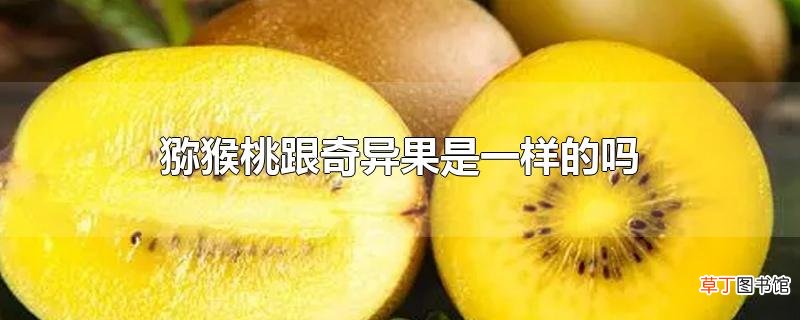 猕猴桃跟奇异果是一样的吗