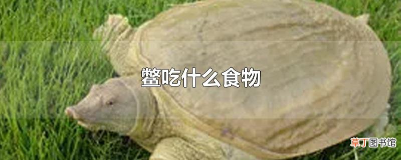 鳖吃什么食物