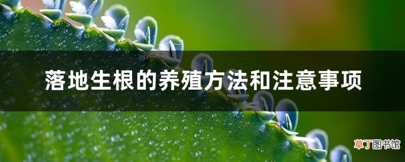 落地生根的养殖方法和注意事项