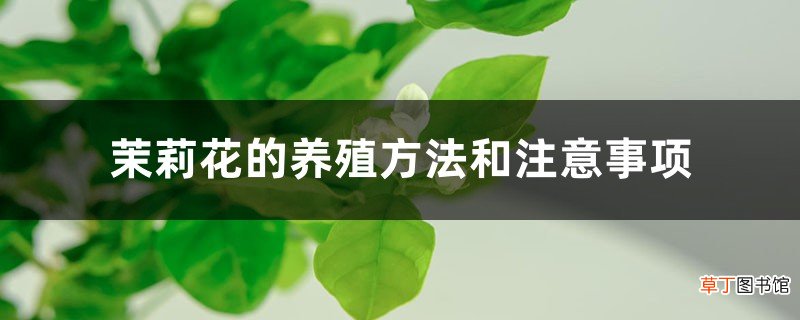 茉莉花的养殖方法和注意事项