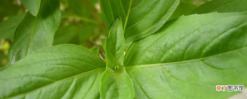 九层塔是什么菜