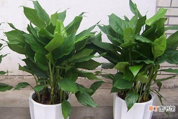让花长得壮的3种“重口味”肥料，洒1勺，植物叶子肥大绿油油！