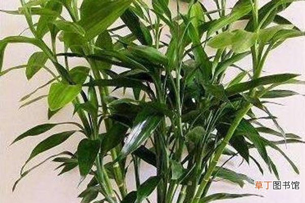 盘点一下适合客厅养的花，有钱人都养这“3种”，你养的啥？