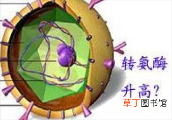 转氨酶高是怎么回事有什么危害-转氨酶高是什么原因造成的