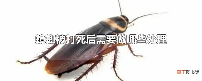 蟑螂被打死后需要做哪些处理