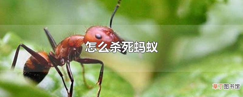怎么杀死蚂蚁