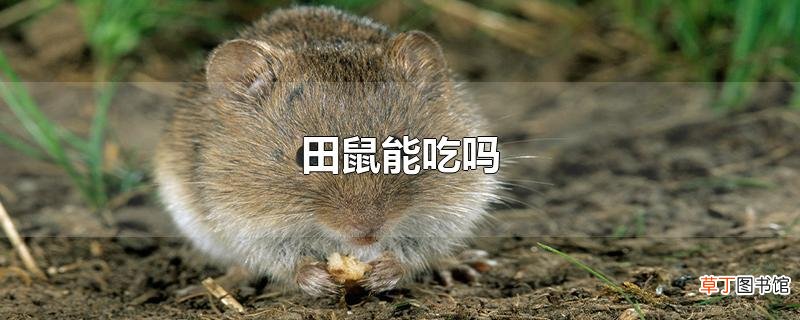 田鼠能吃吗