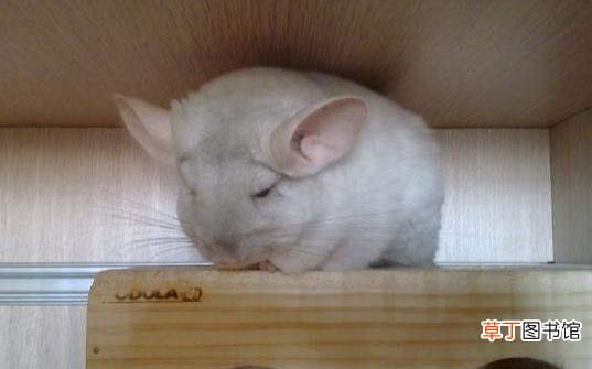 金斑龙猫怎么养？金斑龙猫的饲养要点
