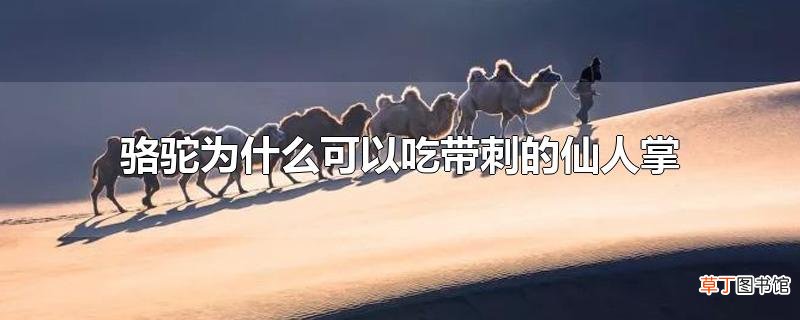 骆驼为什么可以吃带刺的仙人掌