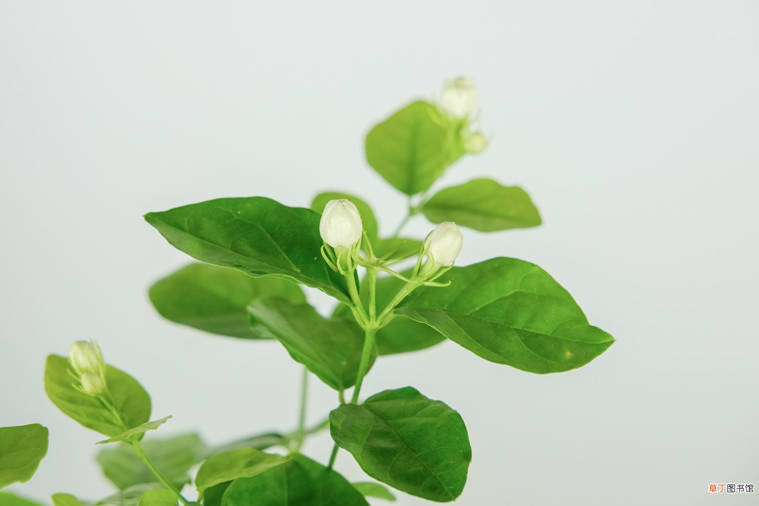 茉莉北方冬天能开花吗