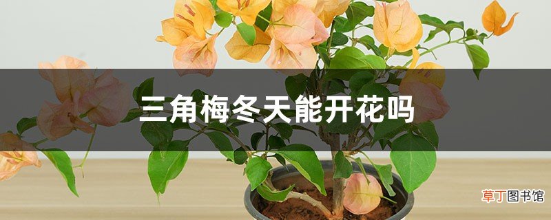三角梅冬天能开花吗