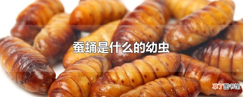 蚕蛹是什么的幼虫