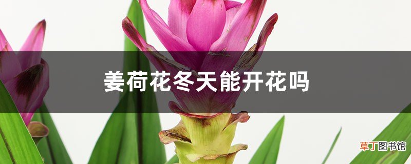 姜荷花冬天能开花吗