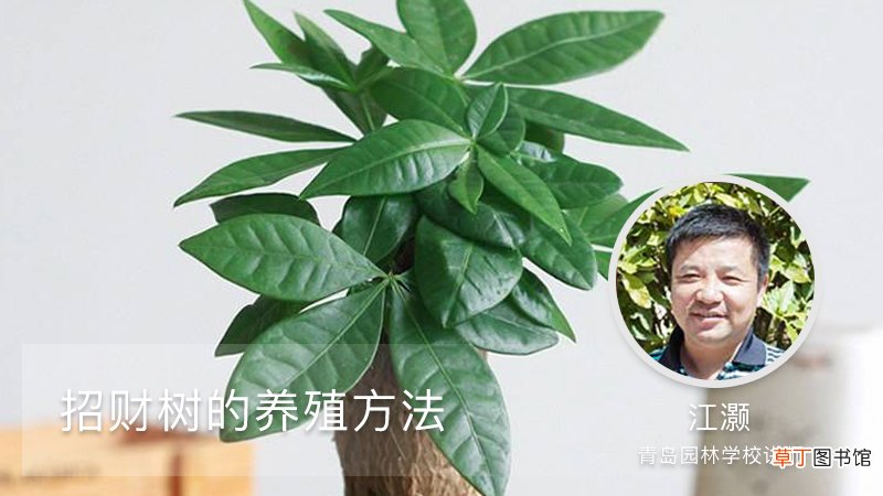 招财树的养殖方法
