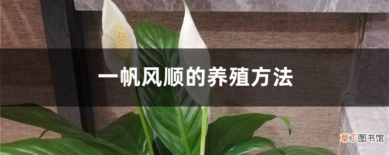 一帆风顺的养殖方法