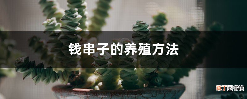 钱串子的养殖方法