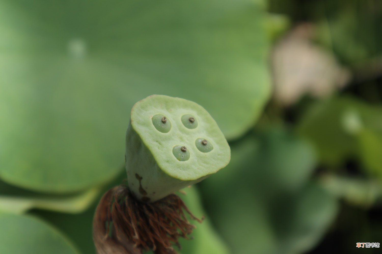 荷花什么时候开