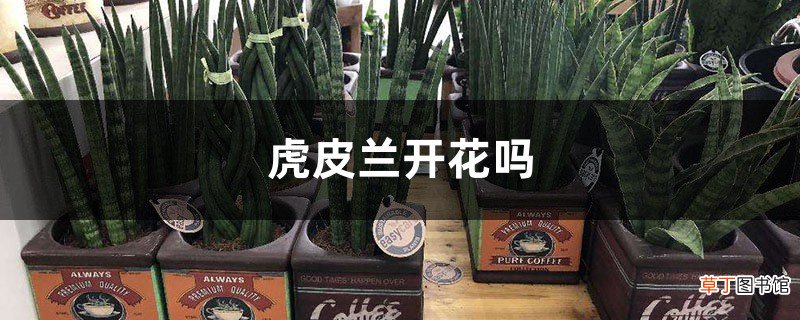 虎皮兰开花吗