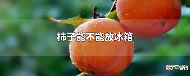 柿子能不能放冰箱