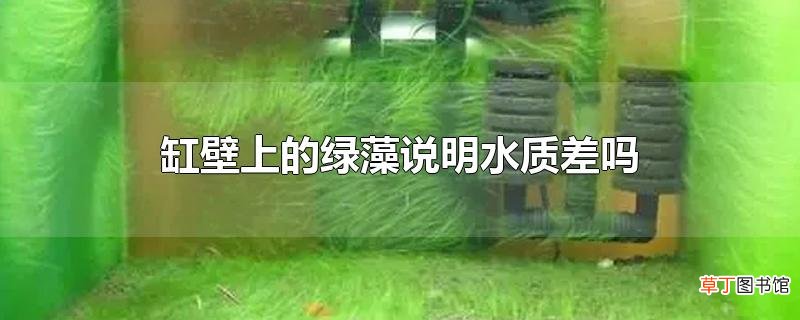 缸壁上的绿藻说明水质差吗
