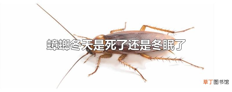 蟑螂冬天是死了还是冬眠了