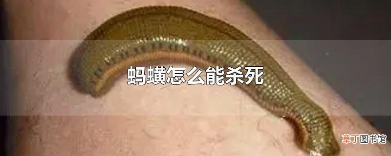 蚂蟥怎么能杀死