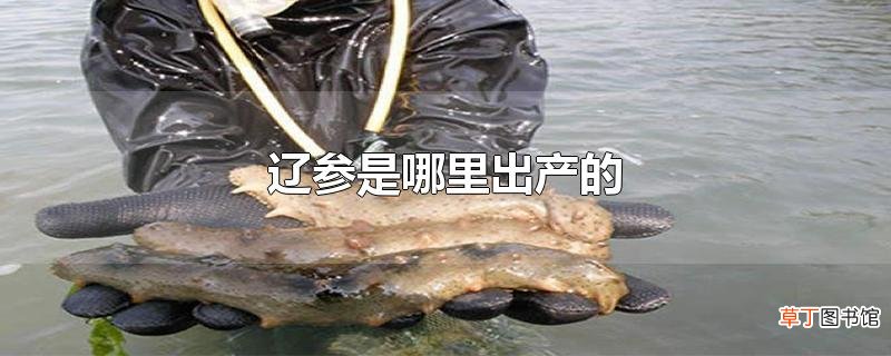 辽参是哪里出产的