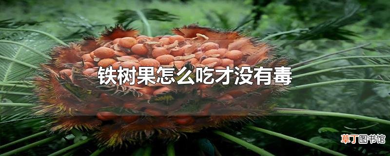 铁树果怎么吃才没有毒