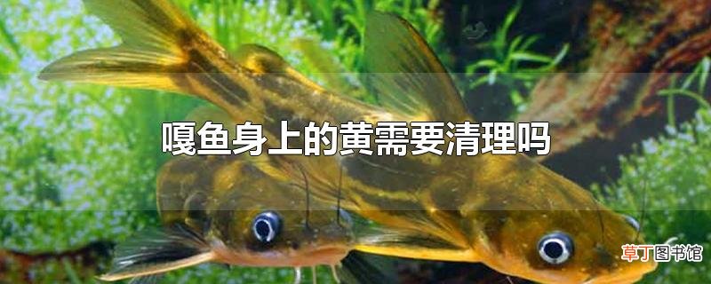 嘎鱼身上的黄需要清理吗