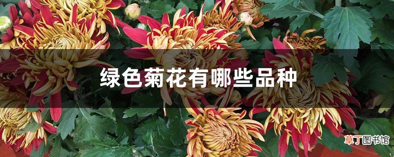 绿色菊花有哪些品种
