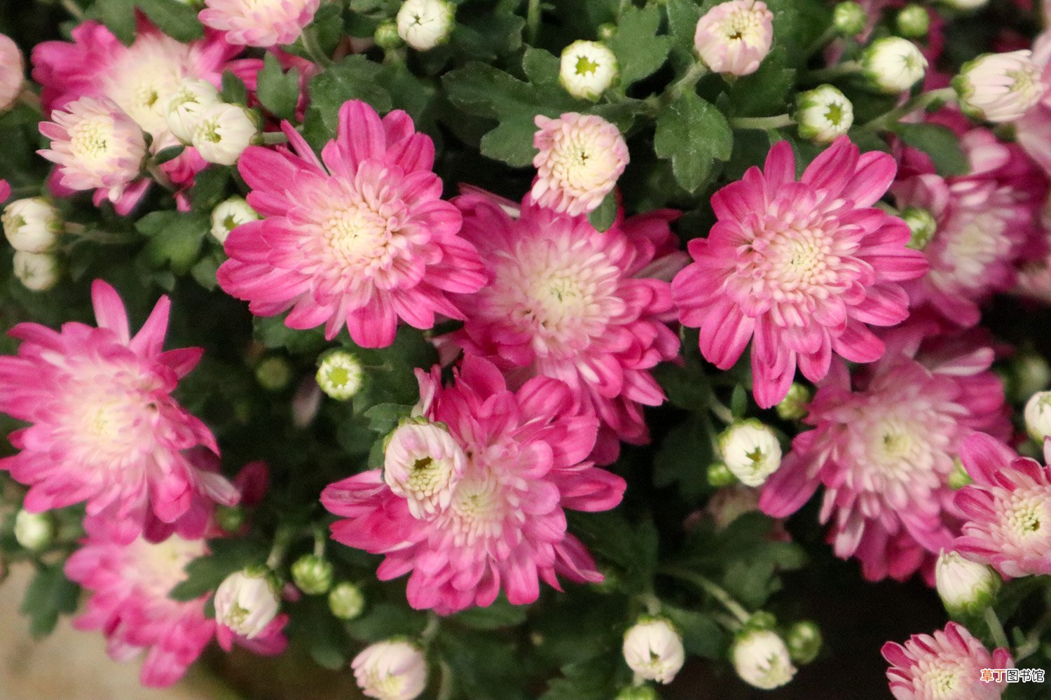 菊花什么时候开