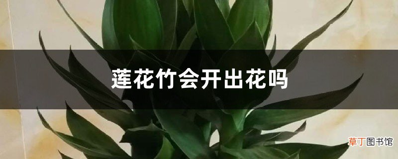 莲花竹会开出花吗
