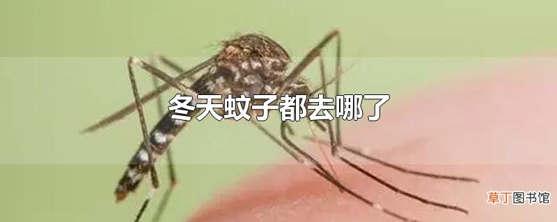 冬天蚊子都去哪了