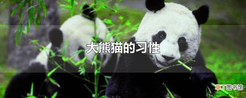 大熊猫的习性