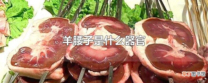 羊腰子是什么器官