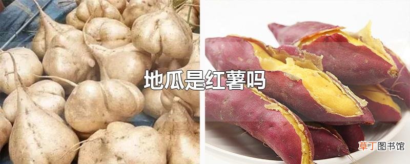 地瓜是红薯吗
