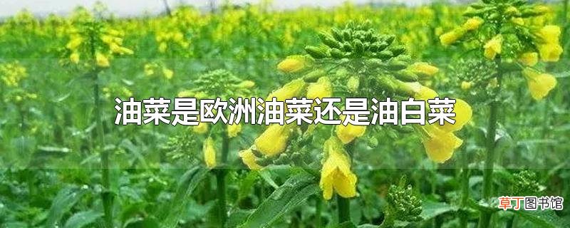 油菜是欧洲油菜还是油白菜