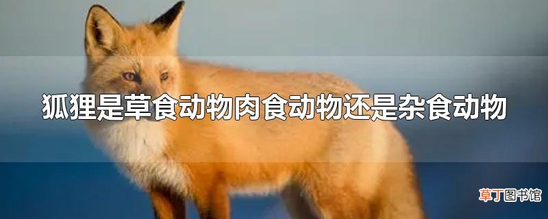狐狸是草食动物肉食动物还是杂食动物